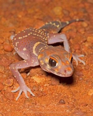 South west WA wildlife: barking gecko (Underwoodisaurus milii)