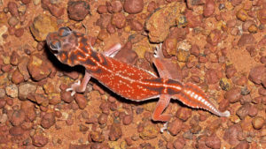 WA wildlife: knob-tailed gecko (Nephrurus sp.)