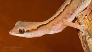 WA wildlife: gecko (Diplodactylus sp.) 