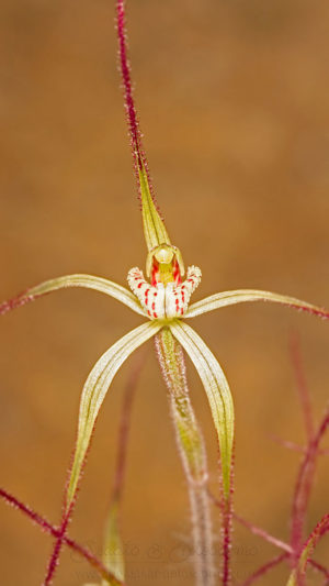 South west WA wildflower: iron caps spider orchid (Caladenia paradoxa)