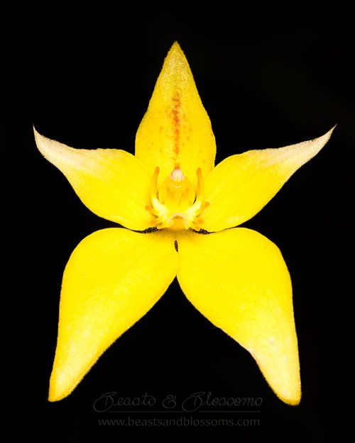 South west WA wildflower: cowslip orchid (Caladenia flava)