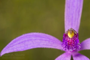 South west WA wildflower: blue fairy orchid (Pheladenia deformis)