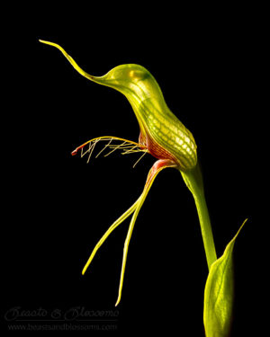 South west WA wildflower: bird orchid (Pterostylis barbata)