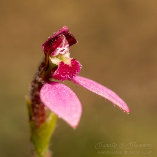 South west WA wildflower: pink bunny orchid (Eriochilus scaber scaber)