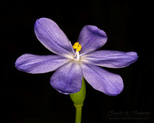 South west WA wildflower: morning iris (Orthrosanthus laxus)