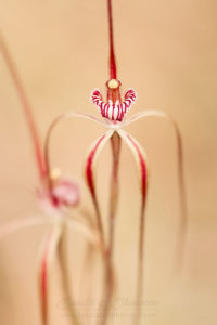 South west WA wildflower: Chapman's spider orchid (Caladenia chapmanii)
