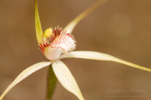 South west WA wildflower: Christine's spider orchid (Caladenia christineae), Endangered
