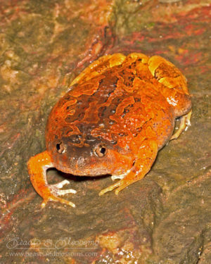 Burmese squat frog (Calluella guttulata), northern Thailand