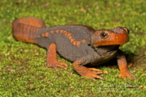 Crocodile salamander (Tylototriton verrucosis), northern Thailand