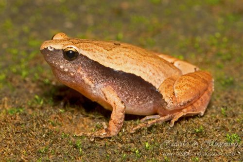 Dark-sided chorus frog (Microhyla heymonsi)