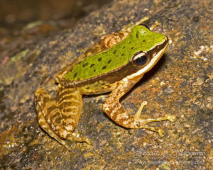 Doi Inthanon rock frog (Amolops archotaphus), northern Thailand