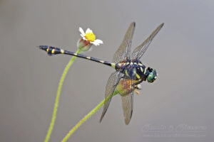 Large dragonfly with black and yellow body, Thailand