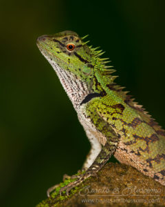 Emma Gray's forest lizard (Calotes emma), southern Thailand