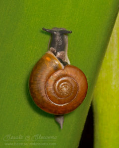 Flat-shelled snail from southern Thailand
