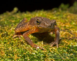 Inthanon stream toad (Ansonia inthanon), northern Thailand