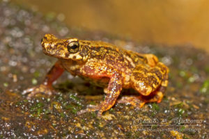 Kra stream toad (Ansonia kraensis), southern Thailand
