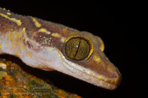 Oldham's bow fingered gecko (Cyrtodactylus oldhami), southern Thailand