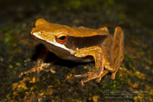 Point-nosed frog (Clinotarsus alticola), southern Thailand