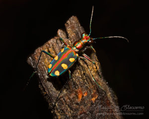 Tiger beetle, southern Thailand