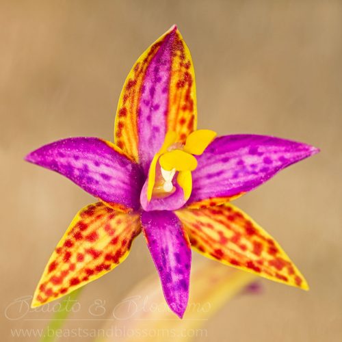 South west WA wildflower: northern Queen of Sheba orchid (Thelymitra pulcherrima), Near Threatened (Priority 2) flora