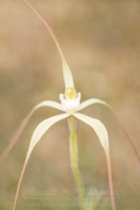 South west WA wildflower: alba version of a western wispy spider orchid (Caladenia microchila var. alba)