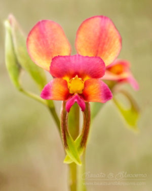 South west WA: purple pansy orchid (Diuris longifolia)