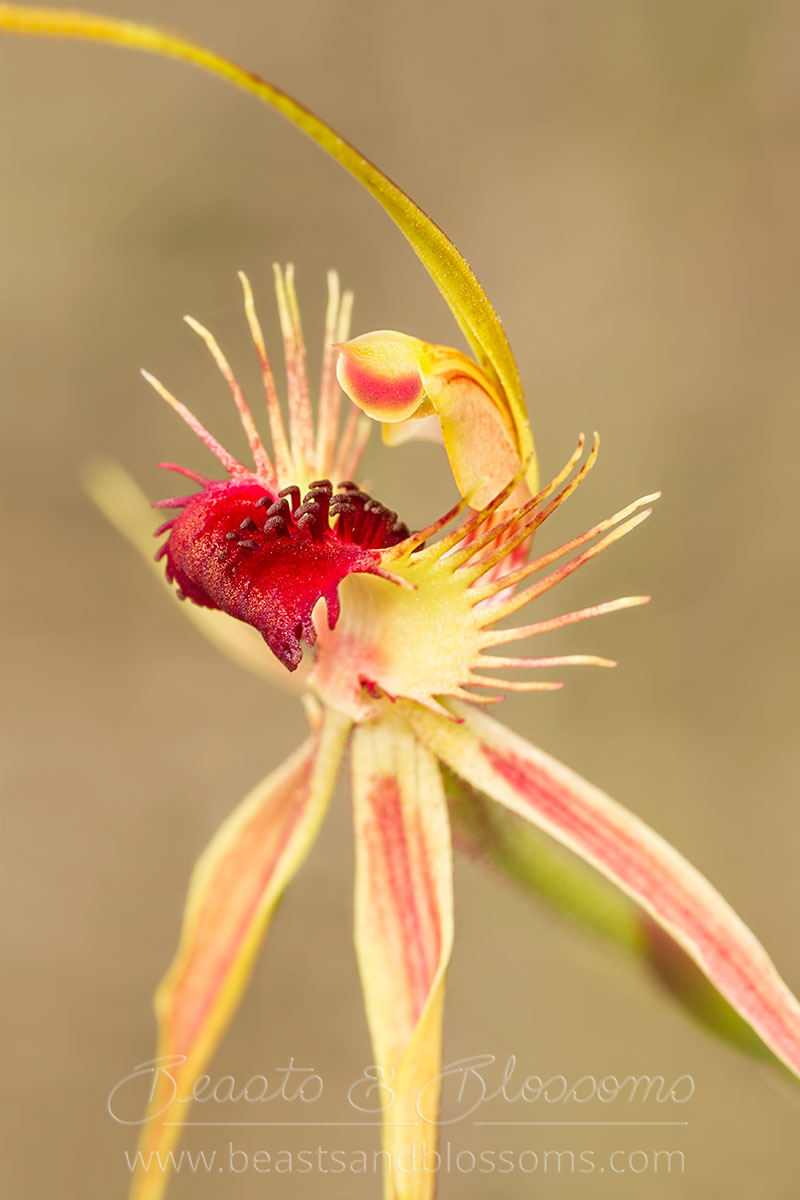 South west WA wildflower: ray spider orchid (Caladenia radiata)