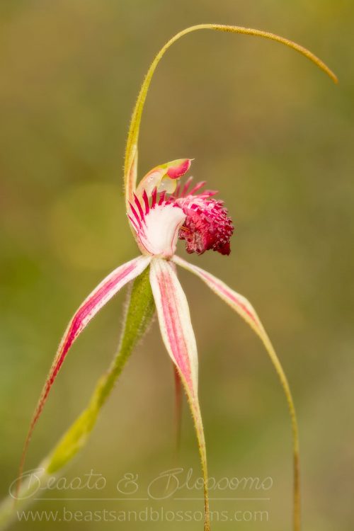 South west WA wildflower: unidentified spider orchid (Caladenia sp.)