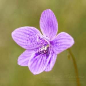 South west WA wildflower: babe-in-a-cradle orchid (Epiblema grandiflorum)