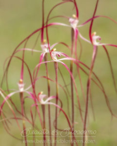 South west WA wildflower: Moora spider orchid (Caladenia exilis vanleeuwenii)