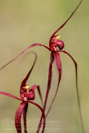 South west WA wildflower: blood spider orchids (Caladenia filifera)