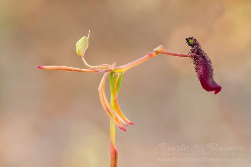 South west WA wildflower: slender hammer orchid (Drakea gracilis)