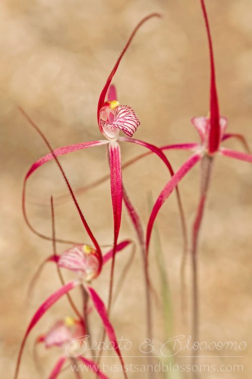 South west WA wildflower: crimson spider orchids (Caladenia footeana)