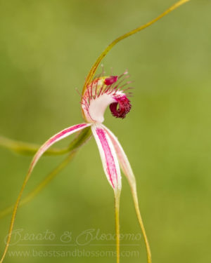 South west WA wildflower: blushing spider orchid (Caladenia lorea)