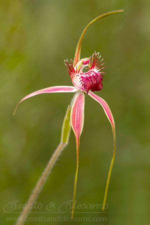 South west WA wildflower: tuart spider orchid (Caladenia georgei)