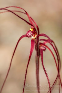 South west WA wildflower: Lake Muir blood spider orchid (Caladenia erythrochila), Near Threatened (Priority 2) flora