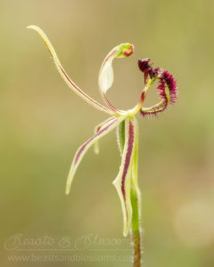South west WA wildflower: common dragon orchid (Caladenia barbarossa)