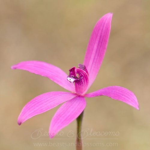 South west WA wildflower: silky blue orchid (Cyanicula sericea), pink form