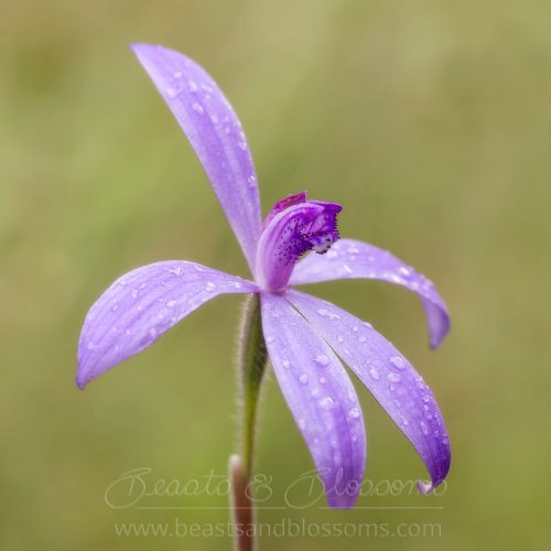 South west WA wildflower: silky blue orchid (Cyanicula sericea)