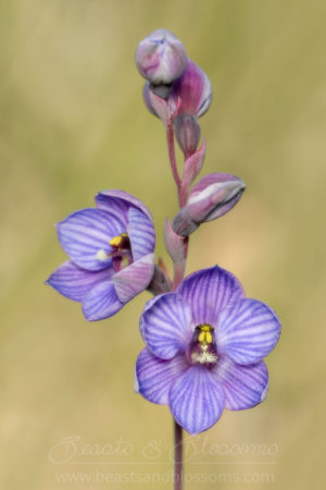 South west WA: shirt orchid (Thelymitra campanulata)