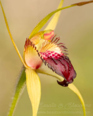 South west WA wildflower: Dunsborough spider orchid (Caladenia viridescens), Critically Endangered