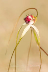 South west WA wildflower: giant spider orchid (Caladenia excelsa), threatened (Endangered) flora