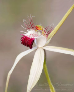 South west WA wildflower: grand spider orchid (Caladenia huegelii) hybrid