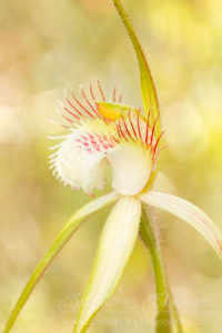 South west WA wildflower: sandplain spider orchid (Caladenia speciosa), yellow version (potential ID only, may be a hybrid)