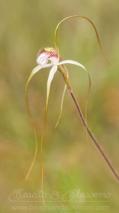 South west WA wildflower: Seaton Ross (or late white) spider orchid (Caladenia longicauda extrema), Near Threatened (Priority 1) flora