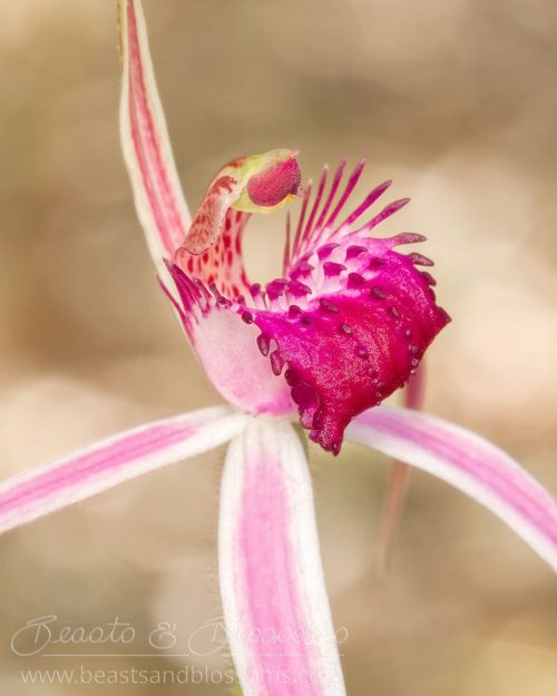 South west WA wildflower: cherry spider orchid (Caladenia gardneri)