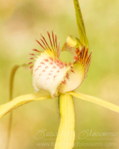 South west WA wildflower: Margaret River spider orchid (Caladenia citrina)
