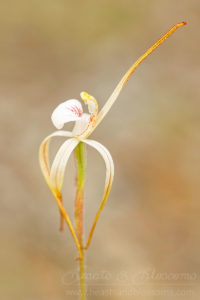 South west WA wildflower: Cossack spider orchid (Caladenia dorrienii), threatened (Endangered) flora