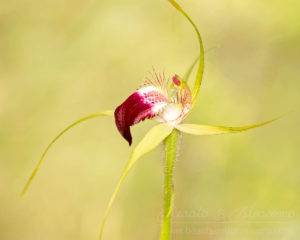 South west WA wildflower: granite spider orchid (Caladenia graniticola), threatened (Endangered) flora