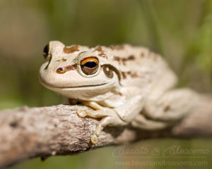 South west WA wildlife: motorbike frog (Litoria moorei)